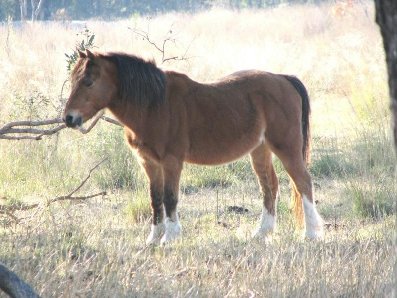 Dangore QLD 4610