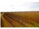 Cobram VIC 3644