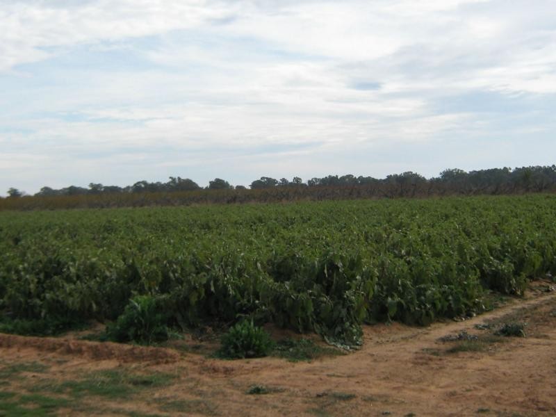 Cobram VIC 3644