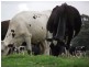 Grafton NSW 2460