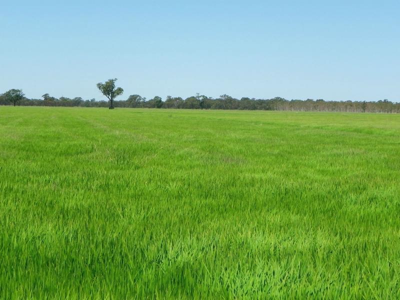 Finley NSW 2713