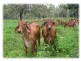 Mareeba QLD 4880