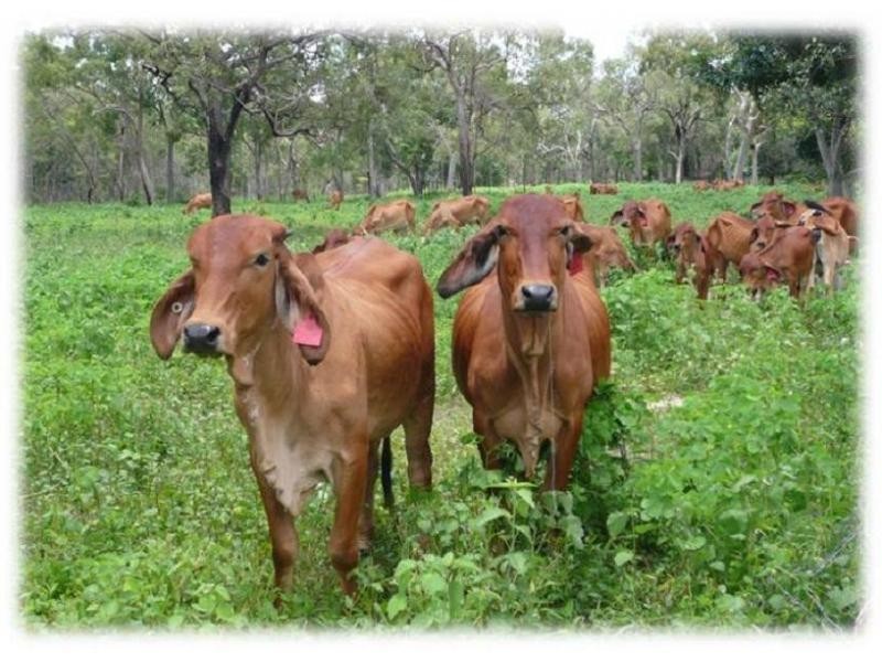 Mareeba QLD 4880