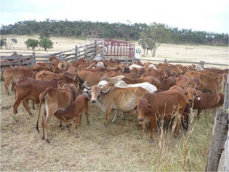 Mount Abundance QLD 4455