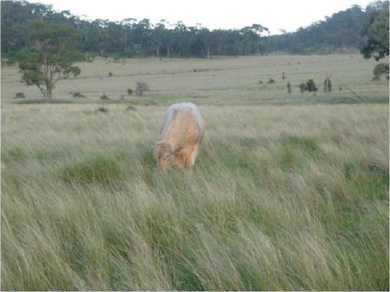 Mount Abundance QLD 4455