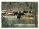 Mareeba QLD 4880