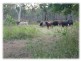 Mareeba QLD 4880