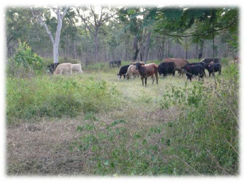 Mareeba QLD 4880