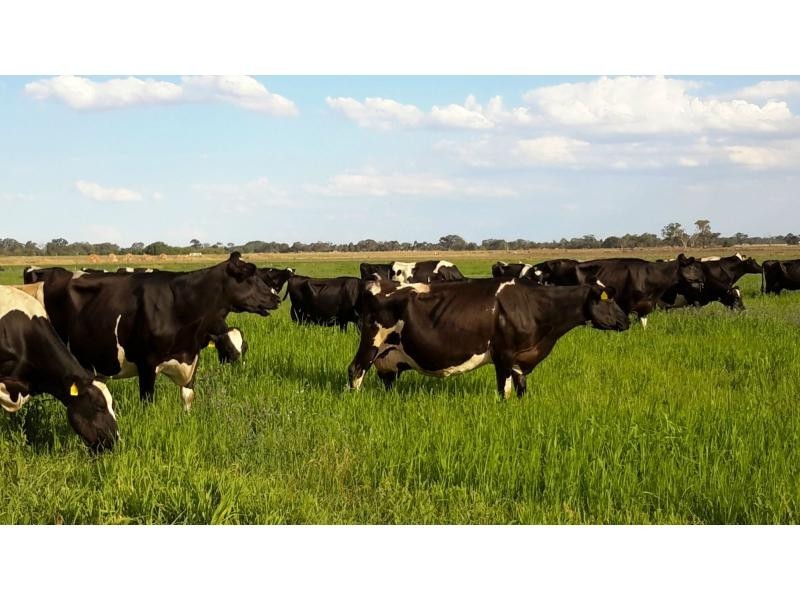 Tatura VIC 3616
