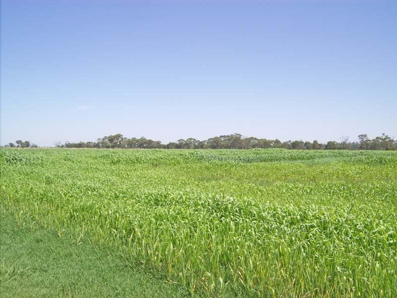 Tatura VIC 3616