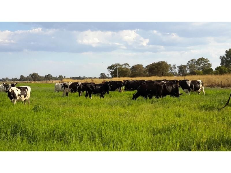 Tatura VIC 3616