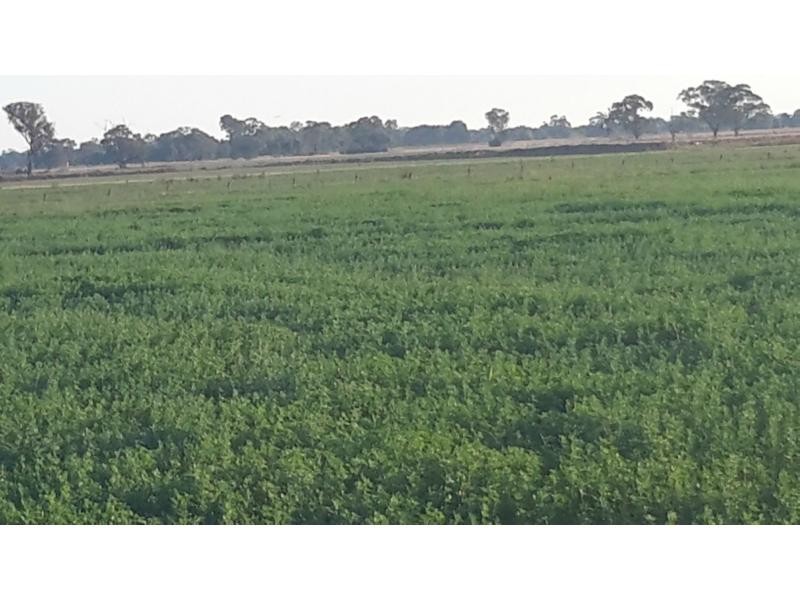 Tatura VIC 3616