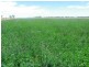 Cobram VIC 3644