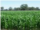 Cobram VIC 3644