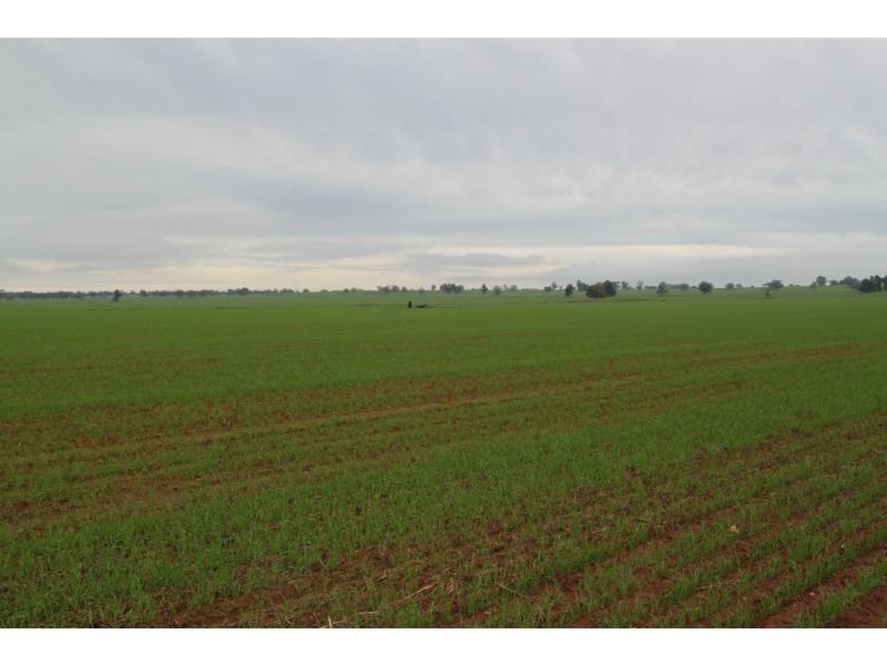 Boree Creek NSW 2652