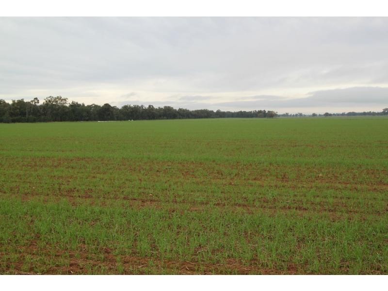 Boree Creek NSW 2652