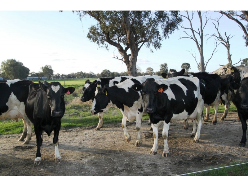 Strathmerton VIC 3641