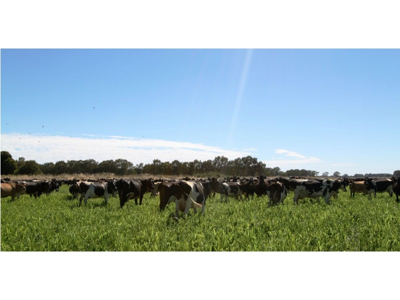 Strathmerton VIC 3641