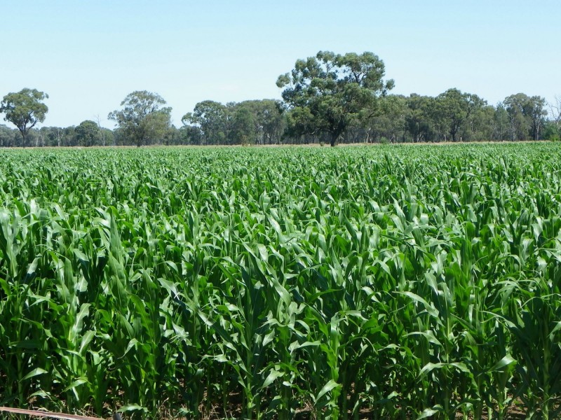 569 Macarthur Road, Yarroweyah VIC 3644