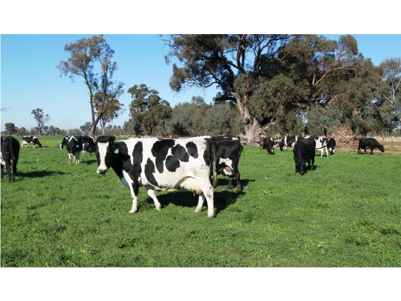 Strathmerton VIC 3641