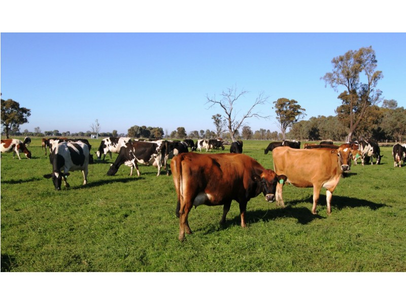 Strathmerton VIC 3641