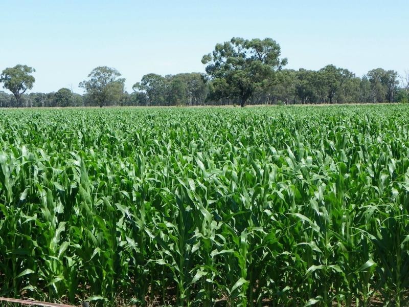 569 Macarthur Road, Yarroweyah VIC 3644