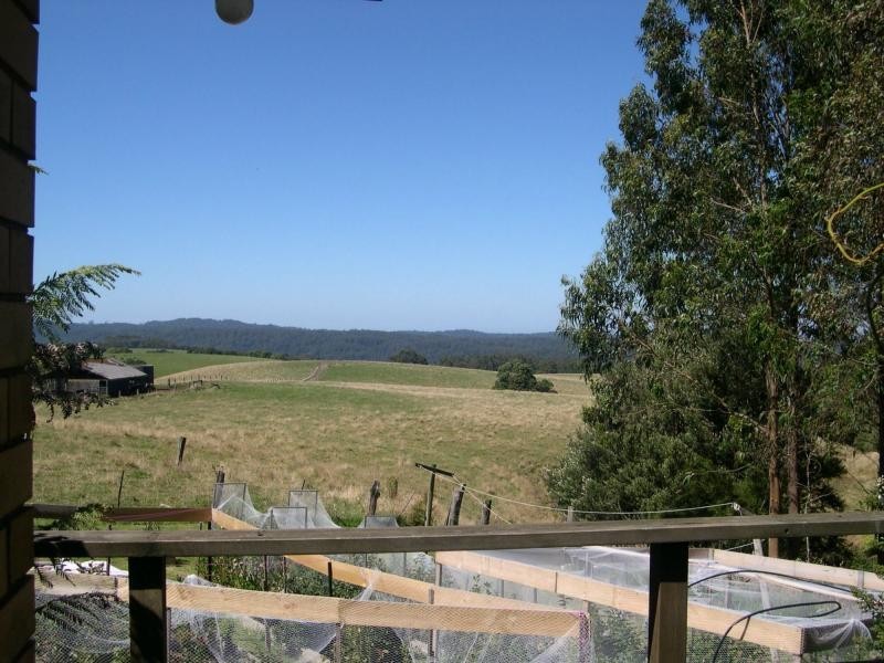 Beech Forest VIC 3237