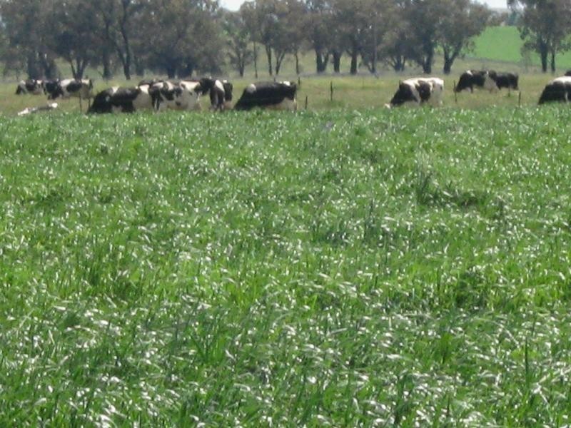 Wagga Wagga NSW 2650