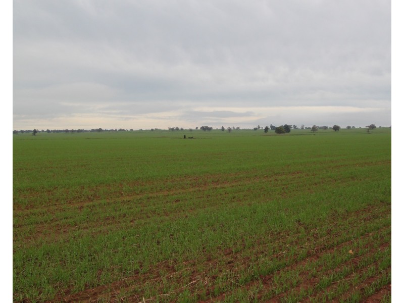 2053 Strontien Road, Boree Creek NSW 2652