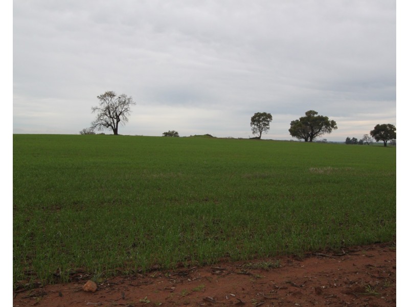 2053 Strontien Road, Boree Creek NSW 2652