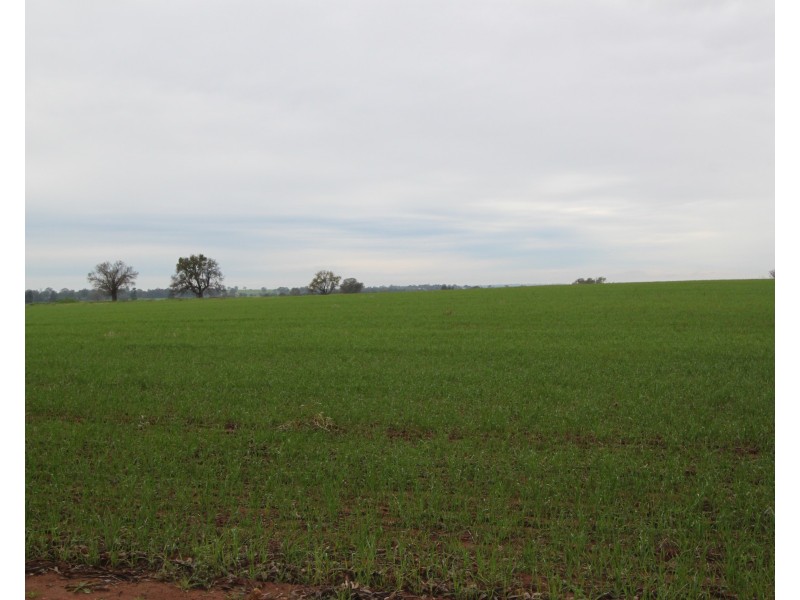 2053 Strontien Road, Boree Creek NSW 2652