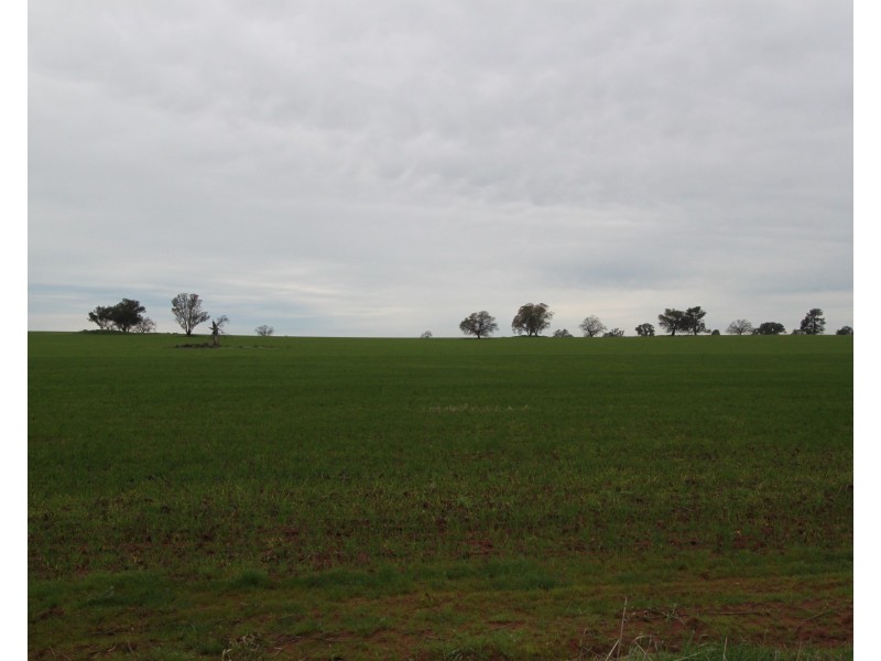 2053 Strontien Road, Boree Creek NSW 2652