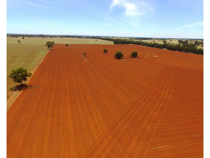 1755 Greenvale Road, Boree Creek NSW 2652