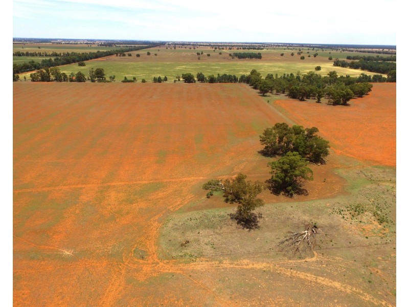 1755 Greenvale Road, Boree Creek NSW 2652