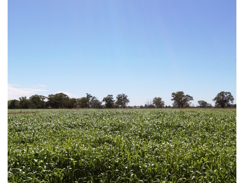 500 Reynoldsons Road, Strathmerton VIC 3641