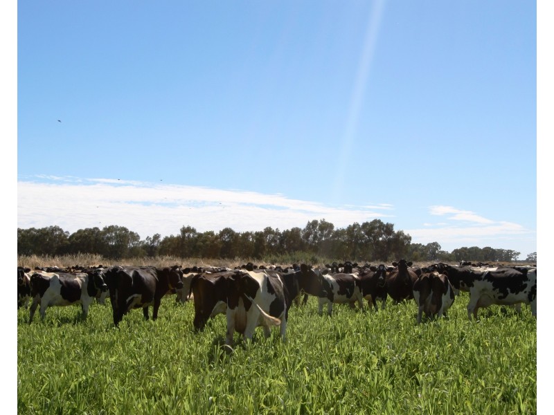 1622 Numurkah Rd, Strathmerton VIC 3641