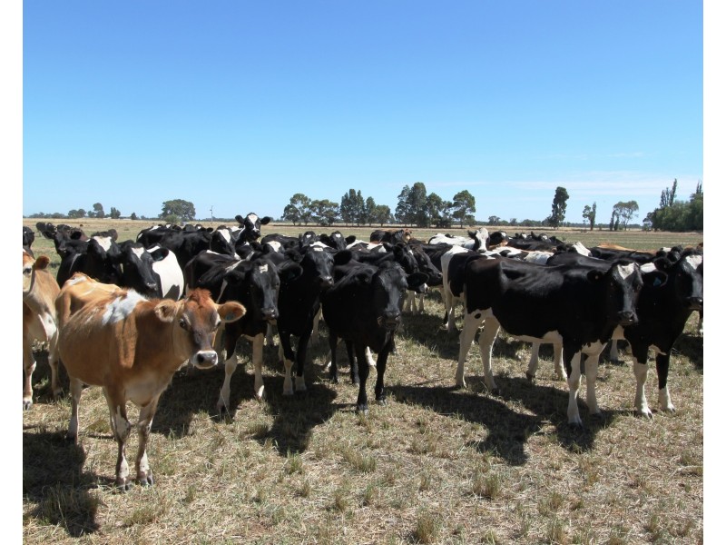 1622 Numurkah Rd, Strathmerton VIC 3641