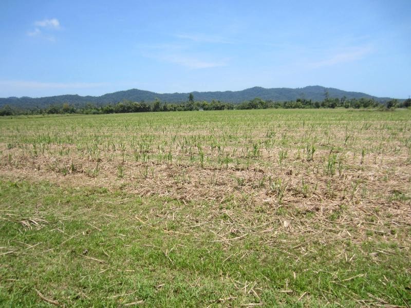 Daradgee QLD 4860