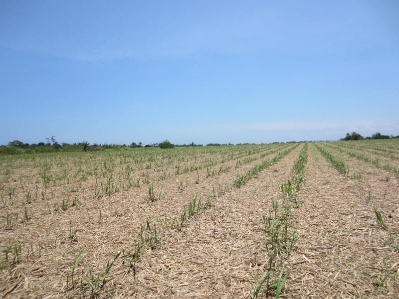 Daradgee QLD 4860