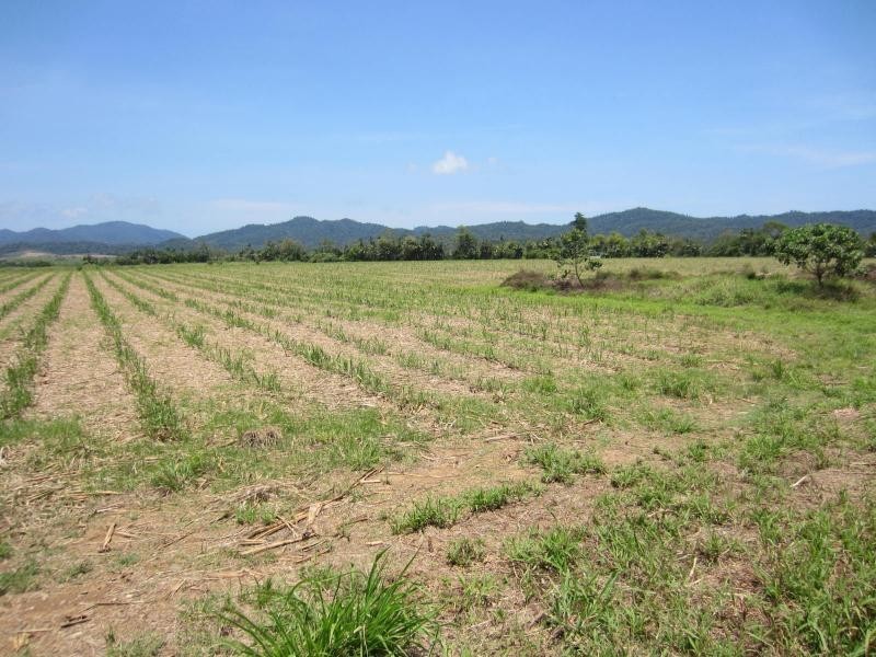 Daradgee QLD 4860