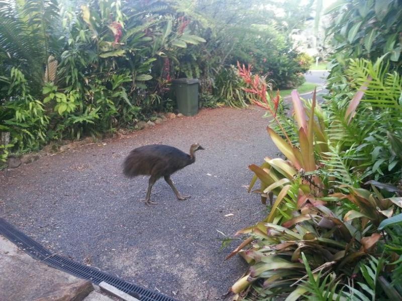 Mission Beach QLD 4852