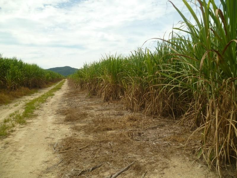 Bellenden Ker QLD 4871