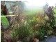 Innisfail QLD 4860