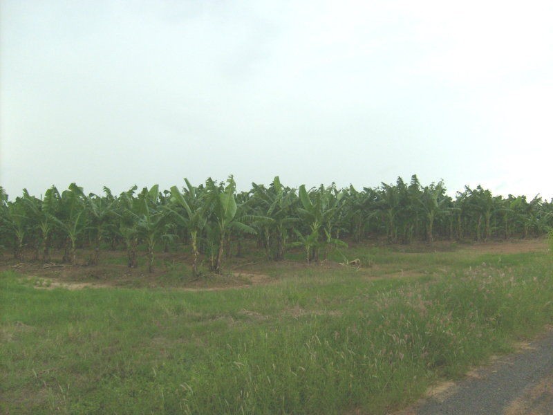 Innisfail QLD 4860