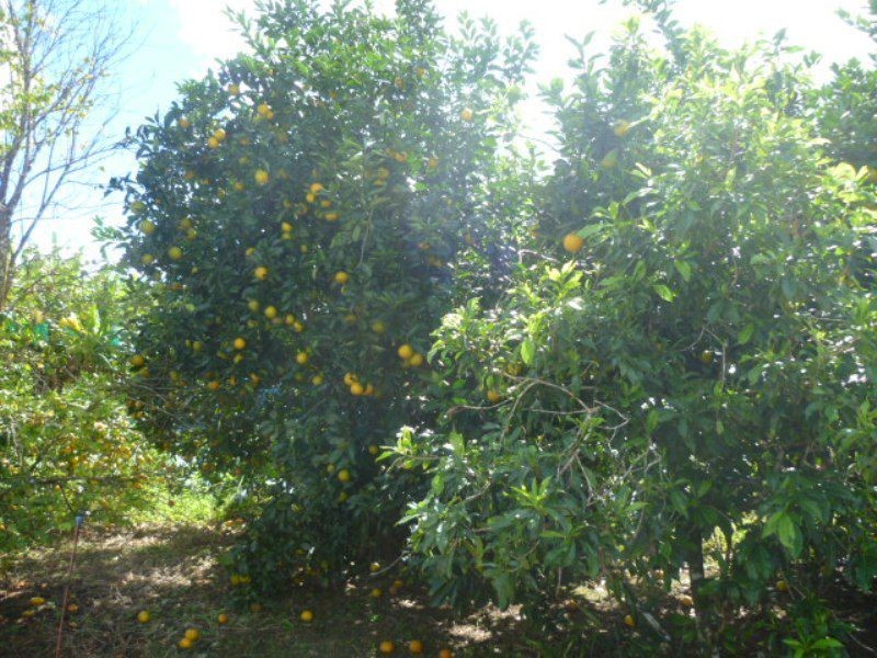 South Johnstone QLD 4859