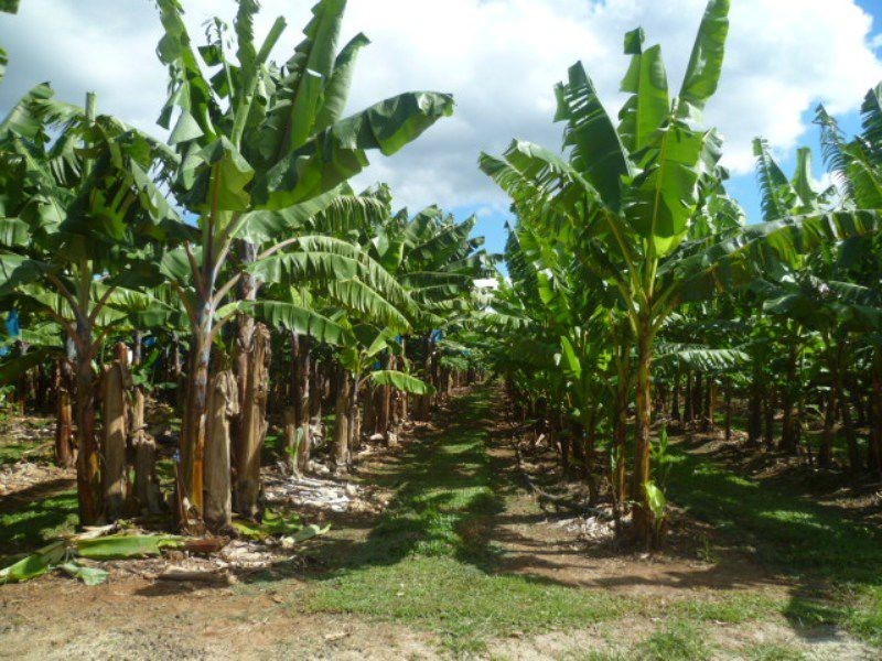 South Johnstone QLD 4859