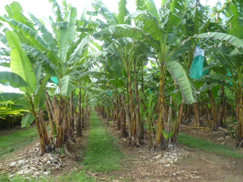 South Johnstone QLD 4859