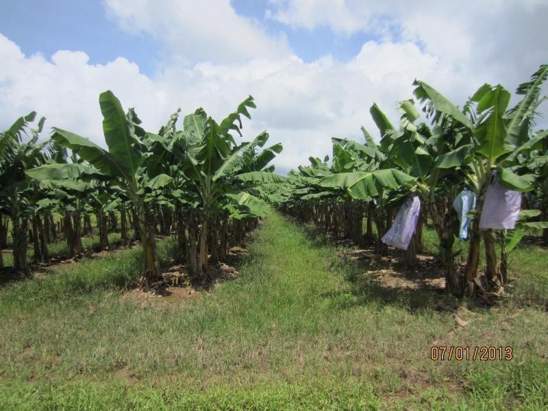 Waugh Pocket QLD 4871