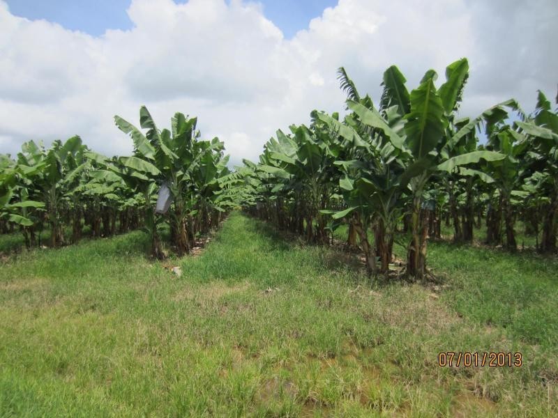 Waugh Pocket QLD 4871