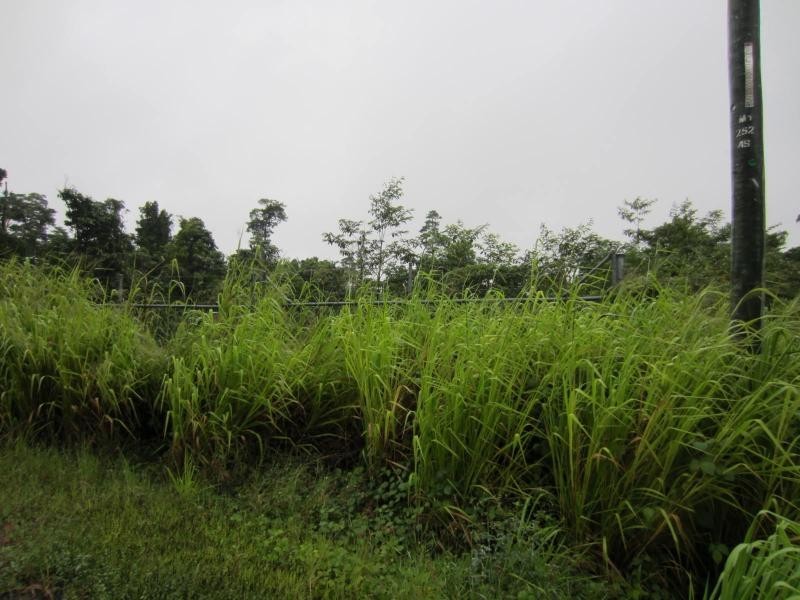 Mourilyan Harbour QLD 4858